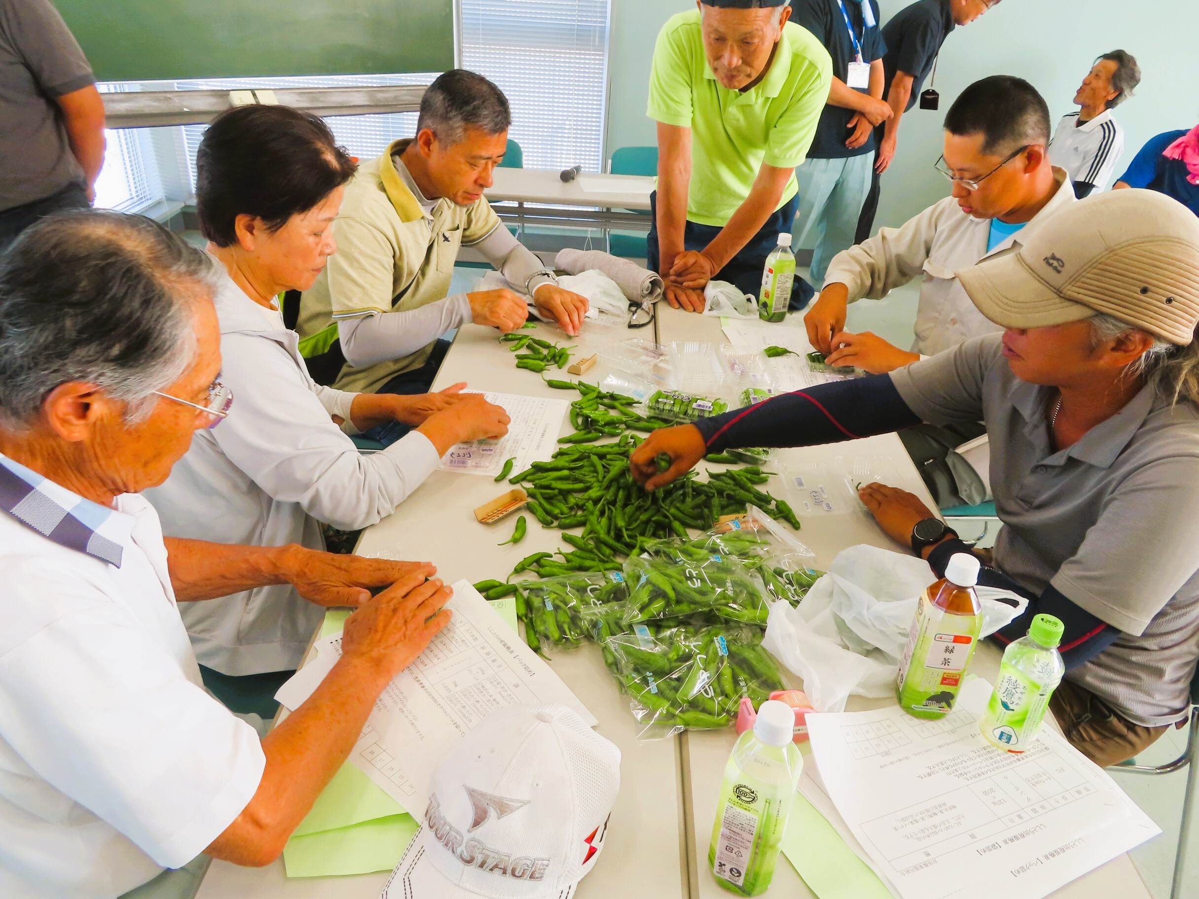 シシトウ栽培研修会（調整～出荷作業）